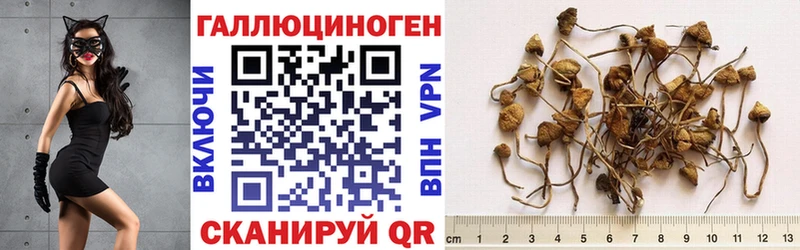 Псилоцибиновые грибы мицелий  где можно купить наркотик  Бирюсинск 